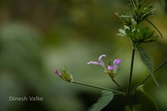 Dicliptera cuneata